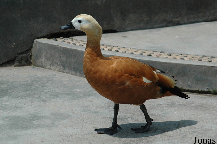 Tadorna ferruginea